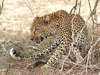 Leopard in Kruger National Park - Alan Tours