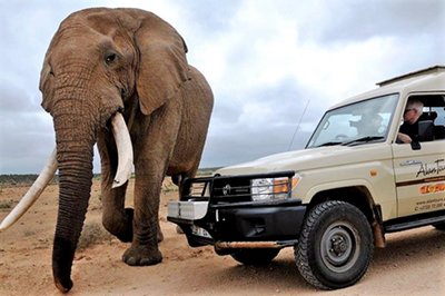 Addo park safaris