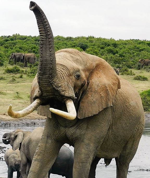 Addo Elephant National Park safaris with Alan Tours