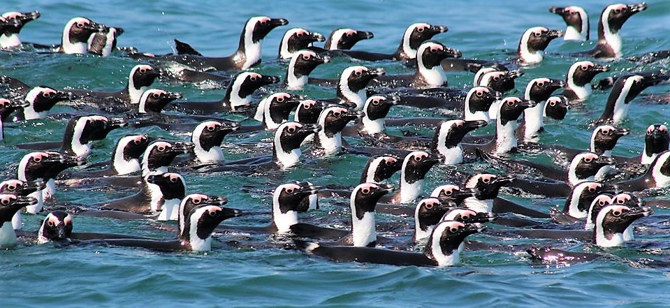 Big 7 Safari, Penguin, Algoa Bay, Port Elizabeth