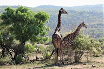 Kruger National Park safaris with Alan tours South Africa