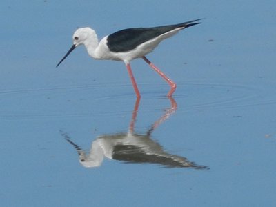 Birdwatching Tours, Port Elizabeth, Alan Tours, South Africa