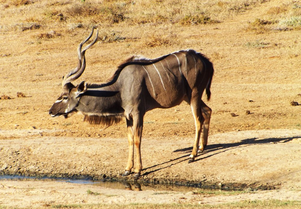 Alan Tours, Kudu