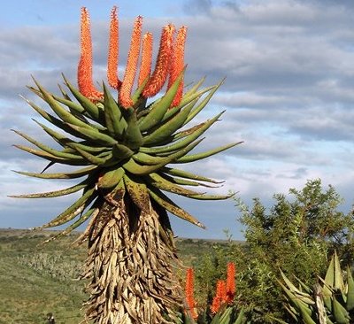 Aloe Ferox, Alan Tours Port Elizabeth