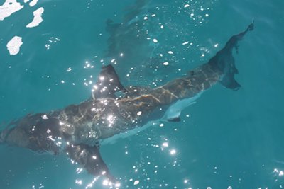 Great White Shark viewing Port Elizabeth