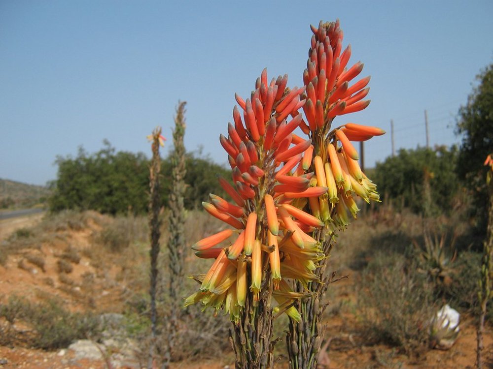 Tours South Africa, Aloe Tours