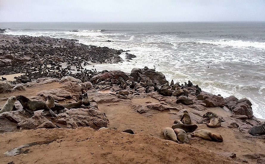 Cape Fur Seals Namibia expedition
