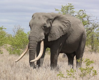 Kruger National Park Safaris South Africa with Alan Tours