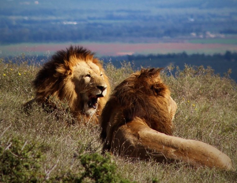 Big 7 Safaris South Africa