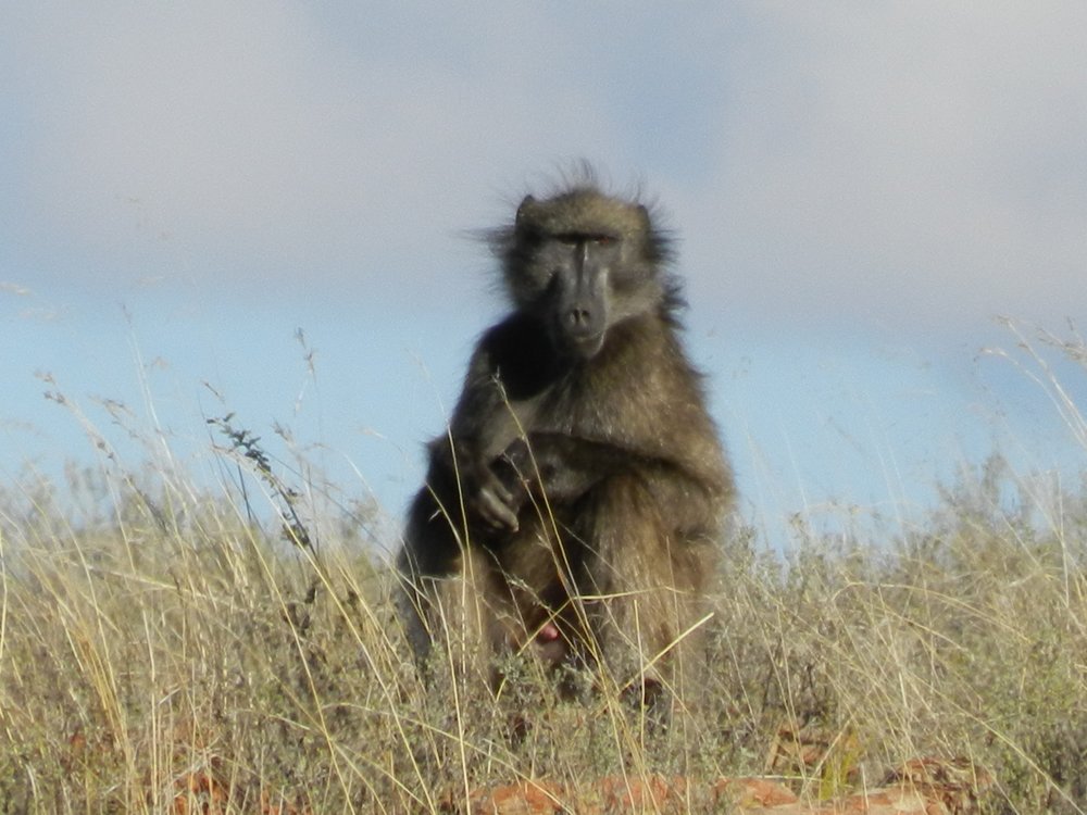 Baviaanskloof tours South Africa