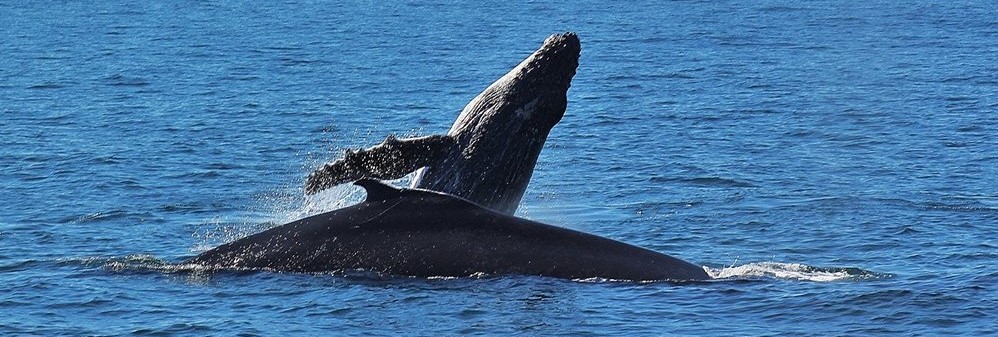 Whale watching Port Elizabeth