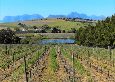 Cape Wineland tour