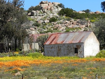 Namaqualand Spring Flower Tour