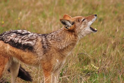 Wilderness Tours South Africa
