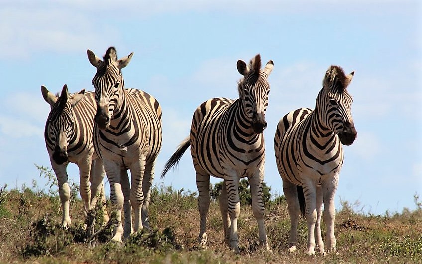 Zebras im Addo Park