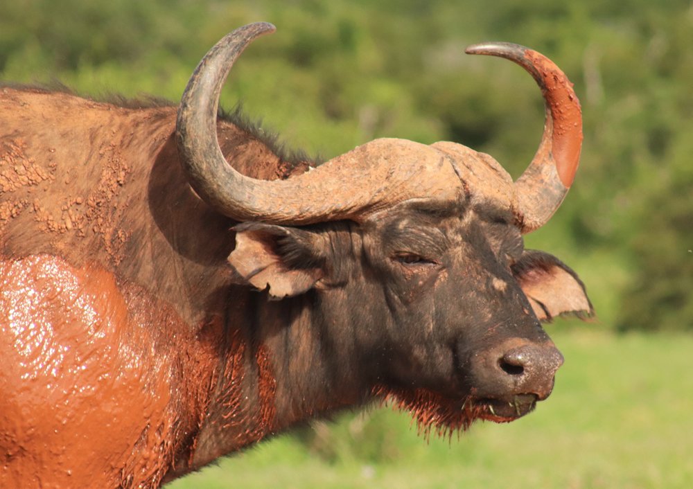 Addo Park Cape Buffalo