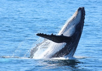 Big 7 Safaris south Africa