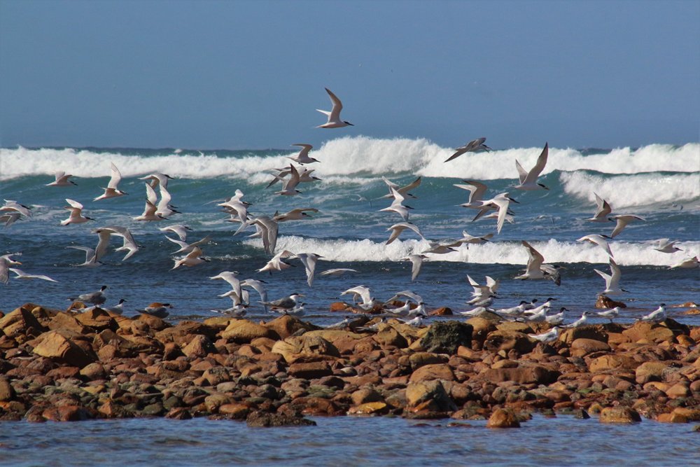Birding tour Eastern Cape