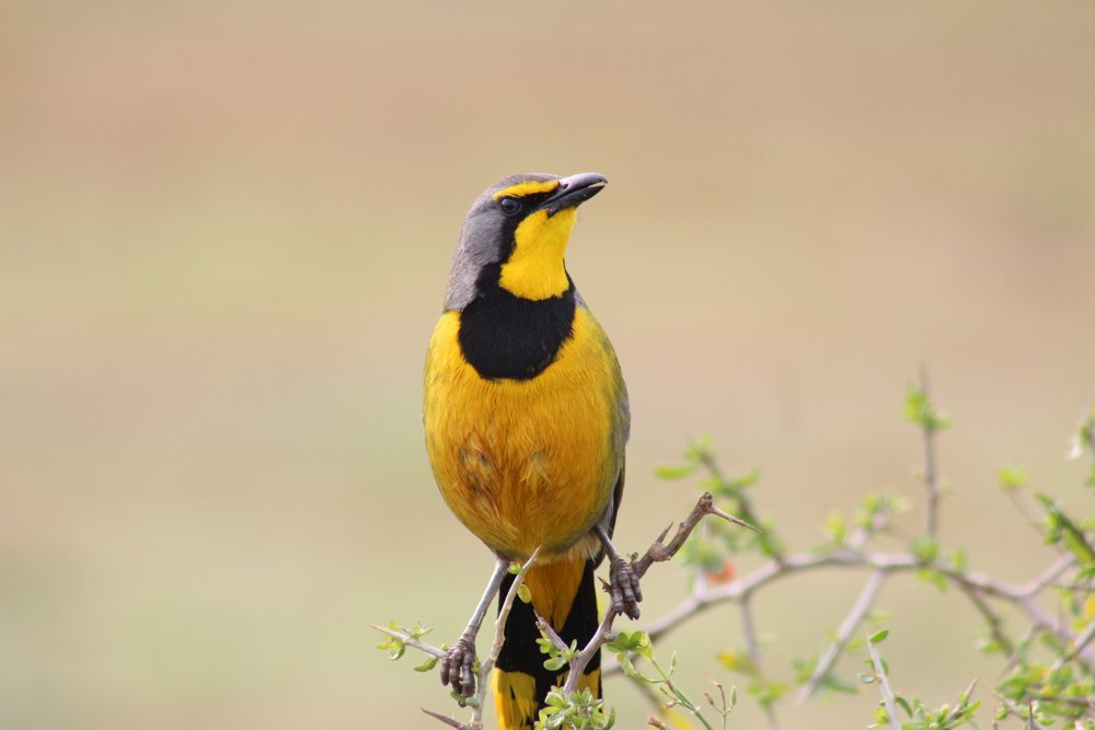 birding tours Eastern Cape
