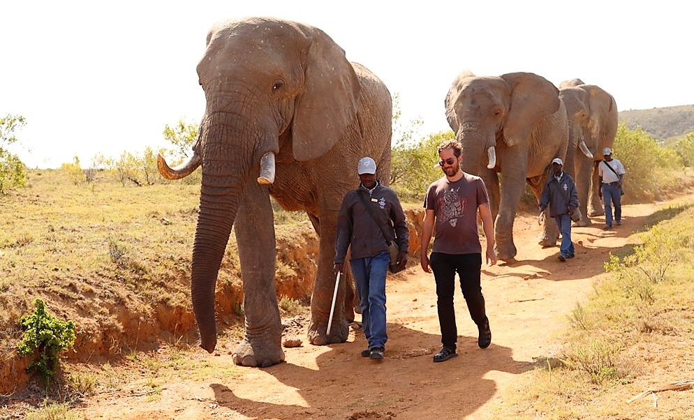 Walk with the Elephants