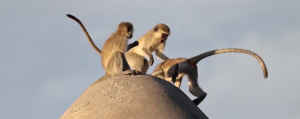 Vervet Monkey im Addo Park
