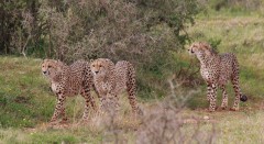 Addo Park, Alan Tours Port Elizabeth