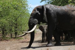 kruger safaris alan tours