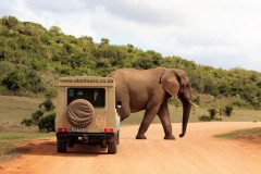 4 x 4 Alan Tours landcruiser