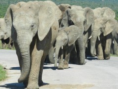 Addo Safaris