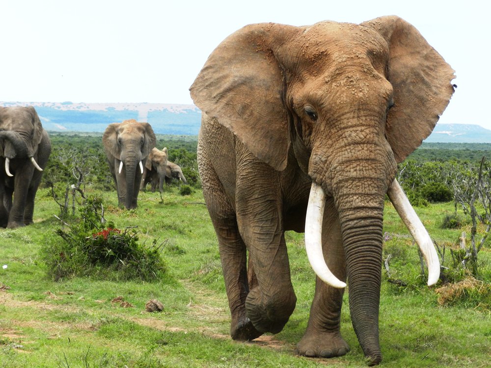 Addo Park, Alan Tours Port Elizabeth