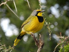 birdwatching port elizabeth
