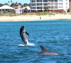 Addo Park, Alan Tours Port Elizabeth