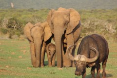 Addo Park, Alan Tours Port Elizabeth