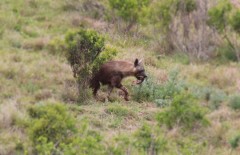 Addo Park, Alan Tours Port Elizabeth