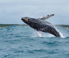 Big 7 Safaris South Africa Port Elizabeth
