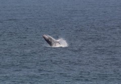 whale watching alan tours