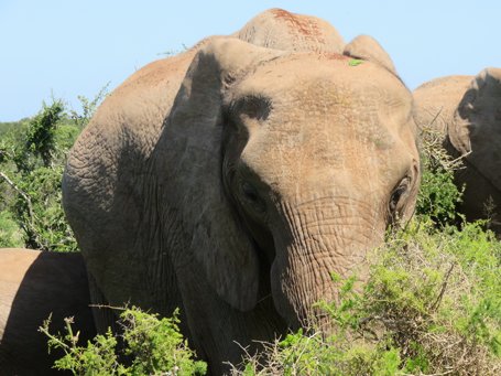 shore excursion addo elephant national park port elizabeth with alan tours south africa