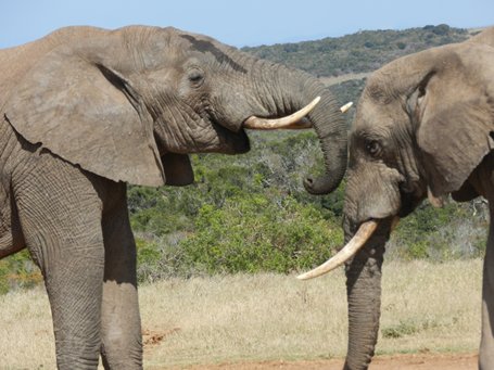 Addo Safaris, walking and feeding the Elephant bulls