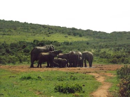Addo Elephant National Park safari