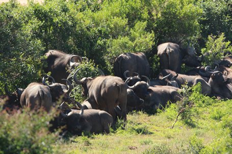 Addo Elephant National Park safari