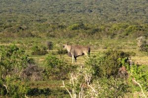 Historical Tour of the Albany District and a safari to the Addo Elephant National Park