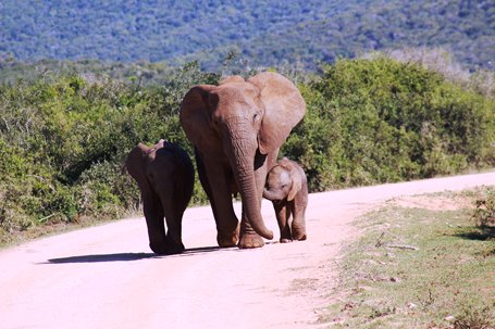 Addo Elephant National Park, Kabouga 4 x 4 section and Garden Route Tour