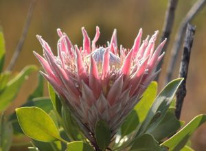 King Protea Garden Route Tours from Port Elizabeth